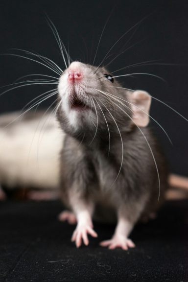 RATONES Y RATAS